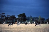 dairy;cow;milk;milking;farm;rural;grass;cows;calves;agriculture;farming;farms;pasture;paddock;paddocks;field;fields;meadow;meadows;pastures;black;white;beef;wairarapa;north-island;dry;drought;storm;approaching-storm;cloud;clouds;cloudy;weather