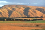 farm;rural;grass;agriculture;farming;farms;pasture;paddock;paddocks;field;fields;meadow;meadows;pastures;wairarapa;north-island;golden;trees;tree;Martinborough;farmland