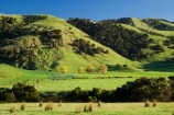 agricultural;agriculture;country;countryside;farm;farming;farmland;farms;field;fields;meadow;meadows;N.I.;N.Z.;New-Zealand;NI;North-Island;NZ;paddock;paddocks;pasture;pastures;rural;Tablelands;Wairarapa