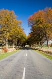 autuminal;autumn;autumn-colour;autumn-colours;autumnal;avenue;avenues;centre-line;centre-lines;centre_line;centre_lines;centreline;centrelines;color;colors;colour;colours;deciduous;driving;fall;Gladstone;highway;highways;leaf;leaves;Martinborough;N.I.;N.Z.;New-Zealand;NI;North-Island;NZ;oak;oak-tree;oak-trees;oaks;open-road;open-roads;road;road-trip;roads;season;seasonal;seasons;straight;transport;transportation;travel;traveling;travelling;tree;trees;trip;Wairarapa