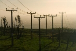 line;lines;Lower-North-Island;Manawatu;N.I.;N.Z.;New-Zealand;NI;North-Island;NZ;Palmerston-North;pole;poles;post;posts;power-line;power-lines;power-pole;Power-Poles;Tararua;Tararua-Ranges;telegraph-line;telegraph-lines;telegraph-pole;telegraph-poles;wire;wires