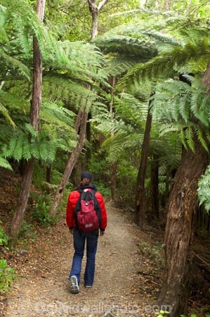 beautiful;beauty;bush;endemic;fern;ferns;forest;forests;green;hike;hiker;hikers;hiking;Marlborough;Marlborough-Sounds;native;native-bush;natives;natural;nature;New-Zealand;ponga;pongas;punga;pungas;Queen-Charlotte-Track;scene;scenic;South-Island;track;tracks;tramp;tramper;trampers;tramping;tree;tree-fern;tree-ferns;trees;trek;treker;trekers;treking;trekker;trekkers;trekking;walk;walker;walkers;walking;walking-track;walking-tracks