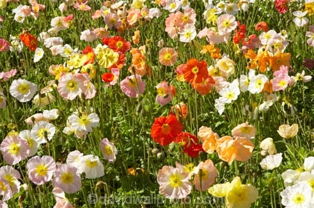 Blenheim;bloom;blooming;blooms;Botanic-Garden;Botanic-Gardens;Botanical-Garden;Botanical-Gardens;flower;flowers;fresh;grow;growth;Marlborough;N.Z.;New-Zealand;NZ;Pollard-Park;poppies;renew;S.I.;season;seasonal;seasons;SI;South-Is.;South-Island;spring;springtime