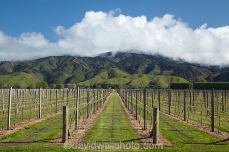 agricultural;agriculture;Blenheim;country;countryside;crop;crops;cultivation;farm;farming;farmland;farms;field;fields;grape;grapes;grapevine;horticulture;Marlborough;N.Z.;New-Zealand;NZ;Rapaura-Rd;Rapaura-Road;row;rows;rural;S.I.;SI;South-Is;South-Island;Spring-Creek;Sth-Is;vine;vines;vineyard;vineyards;vintage;wine;wineries;winery;wines