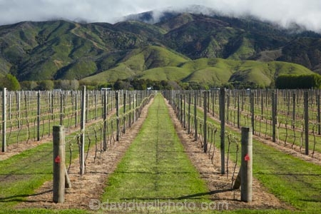 agricultural;agriculture;Blenheim;country;countryside;crop;crops;cultivation;farm;farming;farmland;farms;field;fields;grape;grapes;grapevine;horticulture;Marlborough;N.Z.;New-Zealand;NZ;Rapaura-Rd;Rapaura-Road;row;rows;rural;S.I.;SI;South-Is;South-Island;Spring-Creek;Sth-Is;vine;vines;vineyard;vineyards;vintage;wine;wineries;winery;wines