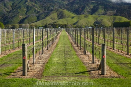 agricultural;agriculture;Blenheim;country;countryside;crop;crops;cultivation;farm;farming;farmland;farms;field;fields;grape;grapes;grapevine;horticulture;Marlborough;N.Z.;New-Zealand;NZ;Rapaura-Rd;Rapaura-Road;row;rows;rural;S.I.;SI;South-Is;South-Island;Spring-Creek;Sth-Is;vine;vines;vineyard;vineyards;vintage;wine;wineries;winery;wines