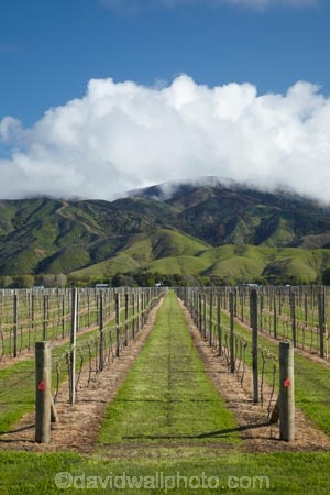 agricultural;agriculture;Blenheim;country;countryside;crop;crops;cultivation;farm;farming;farmland;farms;field;fields;grape;grapes;grapevine;horticulture;Marlborough;N.Z.;New-Zealand;NZ;Rapaura-Rd;Rapaura-Road;row;rows;rural;S.I.;SI;South-Is;South-Island;Spring-Creek;Sth-Is;vine;vines;vineyard;vineyards;vintage;wine;wineries;winery;wines