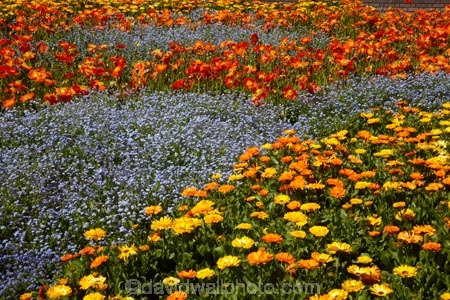 Blenheim;bloom;blooming;blooms;Botanic-Garden;Botanic-Gardens;Botanical-Garden;Botanical-Gardens;floral;flower;flower-beds;flower-garden;flower-gardens;flowers;fresh;grow;growth;Marlborough;N.Z.;New-Zealand;NZ;orange;park;parks;Pollard-Park;renew;S.I.;season;seasonal;seasons;SI;South-Is;South-Is.;South-Island;spring;spring-time;spring_time;springtime;Sth-Is;violet;yellow