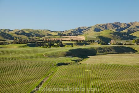 agricultural;agriculture;Awatere-Valley;country;countryside;crop;crops;cultivation;farm;farming;farmland;farms;field;fields;grape;grapes;grapevine;horticulture;Marlborough;N.Z.;New-Zealand;NZ;row;rows;rural;S.I.;Seddon;SI;South-Is;South-Island;Sth-Is;vine;vines;vineyard;vineyards;vintage;wine;wineries;winery;wines