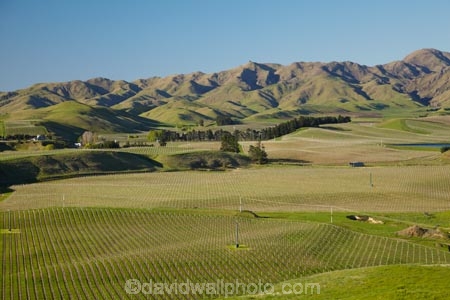agricultural;agriculture;Awatere-Valley;country;countryside;crop;crops;cultivation;farm;farming;farmland;farms;field;fields;grape;grapes;grapevine;horticulture;Marlborough;N.Z.;New-Zealand;NZ;row;rows;rural;S.I.;Seddon;SI;South-Is;South-Island;Sth-Is;vine;vines;vineyard;vineyards;vintage;wine;wineries;winery;wines