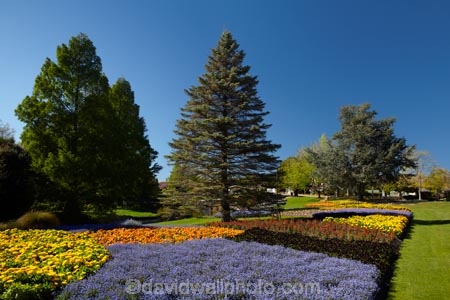 Blenheim;bloom;blooming;blooms;blossom;blossoming;blossoms;Botanic-Garden;Botanic-Gardens;Botanical-Garden;Botanical-Gardens;conifer;conifers;floral;flower;flower-beds;flower-garden;flower-gardens;flowers;fresh;grow;growth;lilac;Marlborough;mauve;N.Z.;New-Zealand;NZ;park;parks;Pollard-Park;purple;renew;S.I.;season;seasonal;seasons;SI;South-Is;South-Is.;South-Island;spring;spring-time;spring_time;springtime;Sth-Is;violet