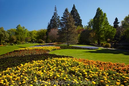 Blenheim;bloom;blooming;blooms;blossom;blossoming;blossoms;Botanic-Garden;Botanic-Gardens;Botanical-Garden;Botanical-Gardens;conifer;conifers;floral;flower;flower-beds;flower-garden;flower-gardens;flowers;fresh;grow;growth;Marlborough;N.Z.;New-Zealand;NZ;park;parks;Pollard-Park;renew;S.I.;season;seasonal;seasons;SI;South-Is;South-Is.;South-Island;spring;spring-time;spring_time;springtime;Sth-Is;tree;trees;yellow-flowers