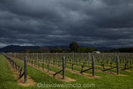 agricultural;agriculture;approaching-storm;approaching-storms;black-cloud;black-clouds;Blenheim;cloud;clouds;cloudy;country;countryside;crop;crops;cultivation;dark-cloud;dark-clouds;farm;farming;farmland;farms;field;fields;grape;grapes;grapevine;gray-cloud;gray-clouds;grey-cloud;grey-clouds;horticulture;Marlborough;N.Z.;New-Zealand;NZ;rain-cloud;rain-clouds;rain-storm;rain-storms;row;rows;rural;S.I.;SI;South-Is;South-Island;Sth-Is;storm;storm-cloud;storm-clouds;storms;thunder-storm;thunder-storms;thunderstorm;thunderstorms;vine;vines;vineyard;vineyards;vintage;weather;wine;wineries;winery;wines
