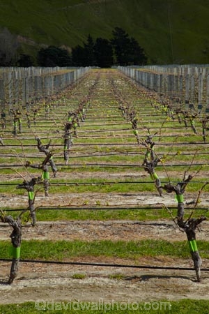 agricultural;agriculture;country;countryside;crop;crops;cultivation;farm;farming;farmland;farms;field;fields;grape;grapes;grapevine;horticulture;Marlborough;N.Z.;New-Zealand;NZ;Pioneer-Block-4-Sawcut;row;rows;rural;S.I.;Saint-Clair-Family-Estate;Saint-Clair-Vineyard;Sawcut-Block-4-vineyard;Sawcut-Vineyard;SI;South-Is;South-Is.;South-Island;Sth-Is;Ure-Valley;UreWaima-Valley;vine;vines;vineyard;vineyards;vintage;Waima-River-Valley;Waima-Valley;WaimaUre-Valley;wine;wineries;winery;wines