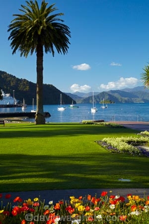 bloom;blooms;blooning;floral;flower;flower-bed;flower-beds;flower-garden;flower-gardens;flowers;Foreshore-Reserve;garden;gardens;Marlborough;Marlborough-Sounds;N.Z.;New-Zealand;NZ;palm;palm-tree;palm-trees;palms;park;parks;Picton;Picton-Foreshore-Reserve;Picton-Harbor;Picton-Harbour;public-flower-garden;public-garden;public-gardens;Queen-Charlotte-Sound;S.I.;SI;South-Is;South-Island;Sth-Is