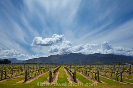 agricultural;agriculture;Blenheim;cloud;clouds;country;countryside;crop;crops;cultivation;farm;farming;farmland;farms;field;fields;grape;grapes;grapevine;horticulture;Marlborough;Marlborough-Vineyard;Marlborough-Vineyards;Marlborough-Wine;Marlborough-Wines;N.Z.;New-Zealand;NZ;Oceanview-Vineyard;Oceanview-Vineyards;Rapaura-Rd;Rapaura-Road;Renwick;row;rows;rural;S.I.;SI;skies;sky;South-Is;South-Island;Sth-Is;vine;vines;vineyard;vineyards;vintage;wineries;winery