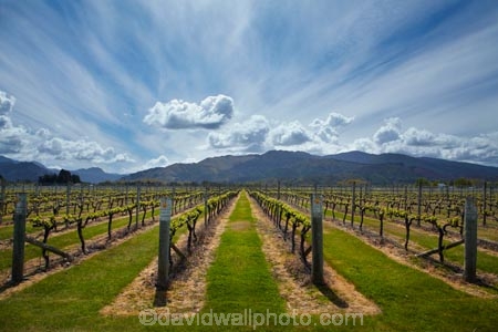 agricultural;agriculture;Blenheim;cloud;clouds;country;countryside;crop;crops;cultivation;farm;farming;farmland;farms;field;fields;grape;grapes;grapevine;horticulture;Marlborough;Marlborough-Vineyard;Marlborough-Vineyards;Marlborough-Wine;Marlborough-Wines;N.Z.;New-Zealand;NZ;Oceanview-Vineyard;Oceanview-Vineyards;Rapaura-Rd;Rapaura-Road;Renwick;row;rows;rural;S.I.;SI;skies;sky;South-Is;South-Island;Sth-Is;vine;vines;vineyard;vineyards;vintage;wineries;winery