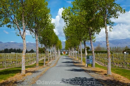 agricultural;agriculture;avenue;avenues;Blenheim;country;countryside;crop;crops;cultivation;driveway;driveways;farm;farming;farmland;farms;field;fields;grape;grapes;grapevine;Greer-Vineyard-Services;horticulture;Marlborough;Marlborough-Vineyard;Marlborough-Vineyards;Marlborough-Wine;Marlborough-Wines;N.Z.;New-Zealand;NZ;Rapaura-Rd;Rapaura-Road;Renwick;row;rows;rural;S.I.;SI;South-Is;South-Island;Sth-Is;vine;vines;vineyard;vineyards;vintage;wineries;winery