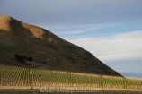agricultural;agriculture;Awatere;Awatere-Valley;country;countryside;crop;crops;cultivation;Dashwood;farm;farming;farmland;farms;field;fields;grape;grapes;grapevine;horticulture;Marlborough;N.Z.;New-Zealand;NZ;row;rows;rural;S.I.;Seddon;SI;South-Is;South-Island;vine;vines;vineyard;vineyards;vintage;wine;wineries;winery;wines