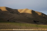 agricultural;agriculture;Awatere;Awatere-Valley;country;countryside;crop;crops;cultivation;Dashwood;farm;farming;farmland;farms;field;fields;grape;grapes;grapevine;horticulture;Marlborough;N.Z.;New-Zealand;NZ;row;rows;rural;S.I.;Seddon;SI;South-Is;South-Island;vine;vines;vineyard;vineyards;vintage;wine;wineries;winery;wines