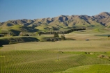 agricultural;agriculture;Awatere-Valley;country;countryside;crop;crops;cultivation;farm;farming;farmland;farms;field;fields;grape;grapes;grapevine;horticulture;Marlborough;N.Z.;New-Zealand;NZ;row;rows;rural;S.I.;Seddon;SI;South-Is;South-Island;Sth-Is;vine;vines;vineyard;vineyards;vintage;wine;wineries;winery;wines