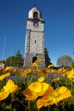 Blenheim;bloom;blooming;blooms;blossom;blossoming;blossoms;clock-tower;floral;flower;flower-beds;flower-garden;flower-gardens;flowers;fresh;grow;growth;heritage;historic;historic-place;historic-places;historic-site;historic-sites;historical;historical-place;historical-places;historical-site;historical-sites;history;Marlborough;memorial-clock-tower;N.Z.;New-Zealand;NZ;old;park;parks;renew;S.I.;season;seasonal;seasons;Seymore-Sq;Seymore-Square;Seymour-Square;SI;South-Is;South-Is.;South-Island;spring;spring-time;spring_time;springtime;Sth-Is;tradition;traditional;war-memorial-clock-tower;yellow