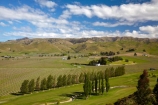 agricultural;agriculture;Blenheim;country;countryside;crop;crops;cultivation;fairway;fairways;farm;farming;farmland;farms;field;fields;golf-course;golf-courses;grape;grapes;grapevine;green;greens;horticulture;Marlborough;meadow;meadows;N.Z.;New-Zealand;NZ;paddock;paddocks;pasture;pastures;row;rows;rural;S.I.;SI;South-Is;South-Island;Sth-Is;vine;vines;vineyard;vineyards;vintage;wine;wineries;winery;wines