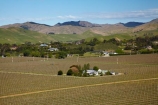 agricultural;agriculture;Blenheim;country;countryside;crop;crops;cultivation;farm;farming;farmland;farms;field;fields;grape;grapes;grapevine;horticulture;Marlborough;N.Z.;New-Zealand;NZ;row;rows;rural;S.I.;SI;South-Is;South-Island;Sth-Is;vine;vines;vineyard;vineyards;vintage;wine;wineries;winery;wines