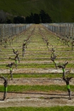 agricultural;agriculture;country;countryside;crop;crops;cultivation;farm;farming;farmland;farms;field;fields;grape;grapes;grapevine;horticulture;Marlborough;N.Z.;New-Zealand;NZ;Pioneer-Block-4-Sawcut;row;rows;rural;S.I.;Saint-Clair-Family-Estate;Saint-Clair-Vineyard;Sawcut-Block-4-vineyard;Sawcut-Vineyard;SI;South-Is;South-Is.;South-Island;Sth-Is;Ure-Valley;UreWaima-Valley;vine;vines;vineyard;vineyards;vintage;Waima-River-Valley;Waima-Valley;WaimaUre-Valley;wine;wineries;winery;wines