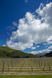 agricultural;agriculture;country;countryside;crop;crops;cultivation;farm;farming;farmland;farms;field;fields;grape;grapes;grapevine;horticulture;Marlborough;N.Z.;New-Zealand;NZ;Pioneer-Block-4-Sawcut;row;rows;rural;S.I.;Saint-Clair-Family-Estate;Saint-Clair-Vineyard;Sawcut-Block-4-vineyard;Sawcut-Vineyard;SI;South-Is;South-Is.;South-Island;Sth-Is;Ure-Valley;UreWaima-Valley;vine;vines;vineyard;vineyards;vintage;Waima-River-Valley;Waima-Valley;WaimaUre-Valley;wine;wineries;winery;wines