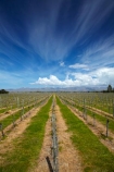 agricultural;agriculture;Blenheim;country;countryside;crop;crops;cultivation;farm;farming;farmland;farms;field;fields;grape;grapes;grapevine;horticulture;Marlborough;Marlborough-Vineyard;Marlborough-Vineyards;Marlborough-Wine;Marlborough-Wines;N.Z.;Nautilus-Estate;Nautilus-Estates;Nautilus-Vineyard;Nautilus-Vineyards;Nautilus-Winery;Nautilus-Winerys;New-Zealand;NZ;Opawa-Vineyard;Opawa-Vineyards;Rapaura-Rd;Rapaura-Road;Renwick;row;rows;rural;S.I.;SI;South-Is;South-Island;Sth-Is;vine;vines;vineyard;vineyards;vintage;wineries;winery