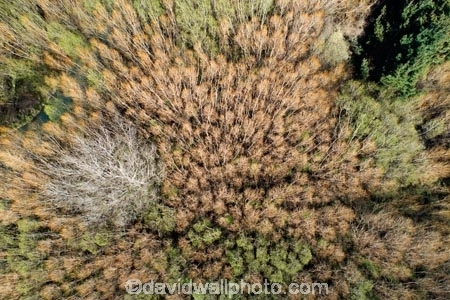 aerial;Aerial-drone;Aerial-drones;aerial-image;aerial-images;aerial-photo;aerial-photograph;aerial-photographs;aerial-photography;aerial-photos;aerial-view;aerial-views;aerials;Canterbury;Drone;Drones;forest;forests;Mid-Canterbury;N.Z.;New-Zealand;NZ;Quadcopter-aerial;Quadcopters-aerials;Rakaia;Rakaia-River;S.I.;SI;South-Is;South-Island;Sth-Is;tree;trees;U.A.V.-aerial;UAV-aerials
