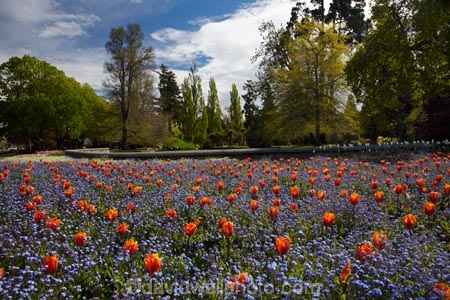 Ashburton;Ashburton-Domain;Ashburton-Gardens;bloom;blooming;blooms;blossom;blossoming;blossoms;Botanic-Garden;Botanic-Gardens;Botanical-Garden;Botanical-Gardens;Canterbury;flower;flowers;fresh;grow;growth;in-springtime;Mid-Canterbury;Mid_Canterbury;N.Z.;New-Zealand;NZ;S.I.;season;seasonal;seasons;SI;South-Is;South-Is.;South-Island;spring;springtime;Sth-Is;tulip;tulips