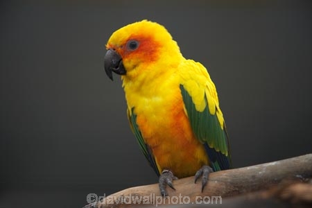 Animal;animals;Aratinga-solstitialis;avaiaries;avian;aviary;bird;bird-spotting;bird-watching;bird_watching;birds;eco-tourism;eco_tourism;ecotourism;Fauna;N.Z.;Natural;Nature;New-Zealand;Ornithology;parakeet;parakeets;parrot;parrots;S.I.;SI;South-Canterbury;South-Is;South-Island;Sth-Is;Sun-Conure;Sun-Conures;Sun-Parakeet;Sun-Parakeets;Timaru;wild;wildlife;yellow;yellow-parakeet;yellow-parakeets