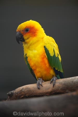 Animal;animals;Aratinga-solstitialis;avaiaries;avian;aviary;bird;bird-spotting;bird-watching;bird_watching;birds;eco-tourism;eco_tourism;ecotourism;Fauna;N.Z.;Natural;Nature;New-Zealand;Ornithology;parakeet;parakeets;parrot;parrots;S.I.;SI;South-Canterbury;South-Is;South-Island;Sth-Is;Sun-Conure;Sun-Conures;Sun-Parakeet;Sun-Parakeets;Timaru;wild;wildlife;yellow;yellow-parakeet;yellow-parakeets