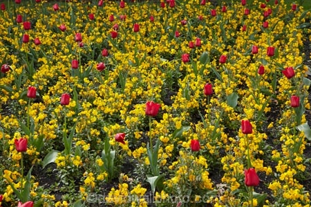 Botanic-Garden;Botanic-Gardens;Botanical-Garden;Botanical-Gardens;Canterbury;flower;flower-garden;flower-gardens;flowers;garden;gardens;N.Z.;New-Zealand;NZ;red;S.I.;season;seasonal;seasons;SI;South-Canterbury;South-Is;South-Is.;South-Island;spring;spring-time;spring_time;springtime;Sth-Is;Timaru;Timaru-Botanic-Garden;Timaru-Botanic-Gardens;Timaru-Botanical-Garden;Timaru-Botanical-Gardens;Timaru-Garden;Timaru-Gardens;tulip;tulips;yellow