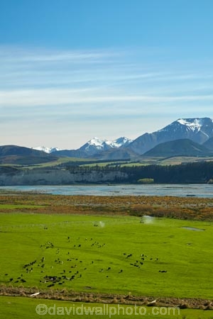 agricultural;agriculture;Aotearoa;Canterbury;cattle;country;countryside;cow;cows;farm;farming;farmland;farms;field;fields;livestock;meadow;meadows;Mid-Canterbury;mountain;mountains;N.Z.;New-Zealand;NZ;paddock;paddocks;pasture;pastures;Rakaia-River;rural;South-Is;South-Island;Sth-Is;Upper-Rakaia-River