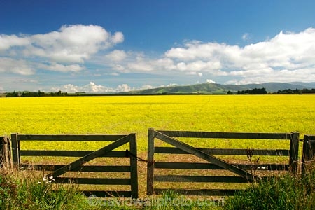 agricultural;agriculture;canterbury;chain;chained;chains;close;closed;cloud;clouds;color;colors;colour;colours;country;countryside;crop;cropping;crops;cultivate;cultivation;farm;farming;farmland;farms;fence;fences;field;fields;flower;flowers;gate;gate_way;gate_ways;gates;gateway;gateways;horticultural;horticulture;latch;lock;meadow;meadows;new-zealand;paddock;paddocks;pasture;pastures;rape-seed;rural;shut;sky;south-canterbury;south-island;yellow