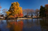 Ashburton;autuminal;autumn;autumn-colour;autumn-colours;autumnal;calm;Canterbury;cold;color;colors;colour;colours;deciduous;fall;ice;icy;July;leaf;leaves;liquid-amber;liquid-amber-tree;liquid-amber-trees;Mid-Canterbury;N.Z.;New-Zealand;NZ;placid;pond;ponds;pool;pools;quiet;reflection;reflections;S.I.;season;seasonal;seasons;serene;SI;smooth;South-Is.;South-Island;still;tranquil;tree;trees;water;winter