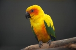 Animal;animals;Aratinga-solstitialis;avaiaries;avian;aviary;bird;bird-spotting;bird-watching;bird_watching;birds;eco-tourism;eco_tourism;ecotourism;Fauna;N.Z.;Natural;Nature;New-Zealand;Ornithology;parakeet;parakeets;parrot;parrots;S.I.;SI;South-Canterbury;South-Is;South-Island;Sth-Is;Sun-Conure;Sun-Conures;Sun-Parakeet;Sun-Parakeets;Timaru;wild;wildlife;yellow;yellow-parakeet;yellow-parakeets