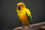 Animal;animals;Aratinga-solstitialis;avaiaries;avian;aviary;bird;bird-spotting;bird-watching;bird_watching;birds;eco-tourism;eco_tourism;ecotourism;Fauna;N.Z.;Natural;Nature;New-Zealand;Ornithology;parakeet;parakeets;parrot;parrots;S.I.;SI;South-Canterbury;South-Is;South-Island;Sth-Is;Sun-Conure;Sun-Conures;Sun-Parakeet;Sun-Parakeets;Timaru;wild;wildlife;yellow;yellow-parakeet;yellow-parakeets