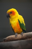 Animal;animals;Aratinga-solstitialis;avaiaries;avian;aviary;bird;bird-spotting;bird-watching;bird_watching;birds;eco-tourism;eco_tourism;ecotourism;Fauna;N.Z.;Natural;Nature;New-Zealand;Ornithology;parakeet;parakeets;parrot;parrots;S.I.;SI;South-Canterbury;South-Is;South-Island;Sth-Is;Sun-Conure;Sun-Conures;Sun-Parakeet;Sun-Parakeets;Timaru;wild;wildlife;yellow;yellow-parakeet;yellow-parakeets