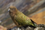 alpine;alpine-parrot;alpine-parrots;Animal;Animals;Aotearoa;bird;birds;Canterbury;fauna;indigenous;kea;keas;Mount-Hutt;Mt-Hutt;Mt.-Hutt;N.Z.;native;native-wildlife;nestor;nestor-notabilis;New-Zealand;New-Zealand-Alpine-Parrot;notabilis;NZ;ornithology;parrot;S.I.;SI;South-Is;South-Is.;South-Island;Sth-Is;Wild;Wildlife
