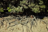 Aotearoa;Canterbury;eroded;erosion;Mid-Canterbury;N.Z.;New-Zealand;NZ;pine;pine-trees;root;root-system;root-systems;roots;South-Is;South-Island;Sth-Is;tree;tree-root;tree-roots