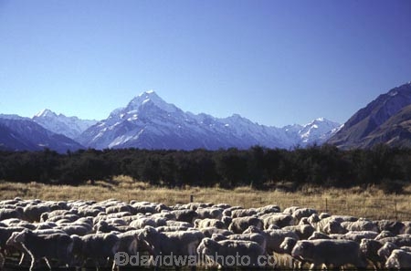 mountain;mountains;southern-alps;main-divide;snow;highest;peak;sheep;herd;muster;shepherd;lambs;lamb;alpine;rural;icon;wool;wooly