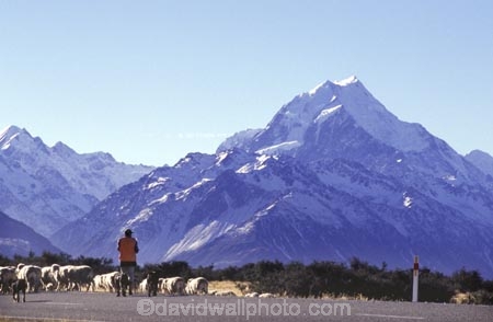 mountain;mountains;southern-alps;main-divide;snow;highest;peak;sheep;herd;muster;shepherd;lambs;lamb;alpine;rural;icon;wool;wooly