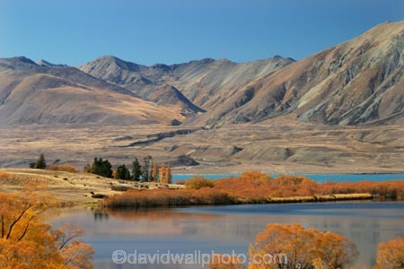 autumn;blue;calm;calmness;clean;clear;Daytime;Exterior;fall;golden;high-country;idyllic;lake;lake-mcgregor;lake-tekapo;lakes;Leisure;mackenzie-country;Nature;new-zealand;Outdoor;Outdoors;Outside;Peaceful;Peacefulness;pure;Quiet;Quietness;Recreation;Reflection;Reflections;scenery;Scenic;Scenics;season;seasonal;seasons;silence;south-island;tekapo;tranquil;tranquility;transparent;tree;trees;two-thumb-range;water;willow;willow-tree;willow-trees;willows;yellow
