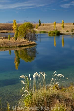 autuminal;autumn;autumn-colour;autumn-colours;autumnal;calm;Canterbury;color;colors;colour;colours;deciduous;fall;gold;golden;lake;lakes;leaf;leaves;Loch-Cameron;Mackenzie-Country;New-Zealand;NZ;pampas-grass;placid;pond;ponds;poplar;poplar-tree;poplar-trees;poplars;quiet;reflected;reflection;reflections;S.I.;season;seasonal;seasons;serene;SI;smooth;South-Canterbury;South-Is;South-Island;Sth-Is;still;toetoe;toetoes;tranquil;tree;trees;Twizel;water;willow;willow-tree;willow-trees;willows;yellow