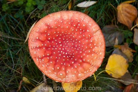 Canterbury;fungi;fungus;Mackenzie-Country;Mackenzie-District;Mackenzie-Region;Mushroom;mushrooms;N.Z.;New-Zealand;NZ;S.I.;SI;South-Canterbury;South-Is;South-Island;Sth-Is;Sth-Is.;toadstool;toadstools;Twizel