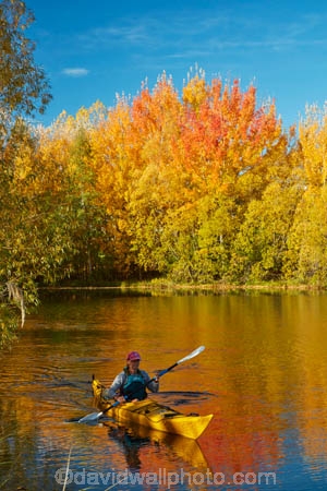 adventure;adventure-tourism;autuminal;autumn;autumn-colour;autumn-colours;autumnal;boat;boats;calm;canoe;canoeing;canoes;color;colors;colour;colours;deciduous;fall;gold;golden;kayak;kayaker;kayakers;kayaking;kayaks;Kelland-Pond;Kelland-Ponds;Kellands-Pond;Kellands-Ponds;lake;Lake-Ruataniwha;lakes;leaf;leaves;Mackenzie-Country;Mackenzie-District;Mackenzie-Region;model-released;MR;N.Z.;New-Zealand;North-Otago;NZ;Otago;paddle;paddler;paddlers;paddling;people;person;placid;pond;ponds;quiet;reflected;reflection;reflections;S.I.;sea-kayak;sea-kayaker;sea-kayakers;sea-kayaking;sea-kayaks;season;seasonal;seasons;serene;SI;smooth;South-Is;South-Island;Sth-Is;Sth-Is.;still;tourism;tourist;tourists;tranquil;tree;trees;Twizel;Waitaki-District;Waitaki-Region;water;yellow